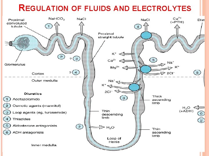 REGULATION OF FLUIDS AND ELECTROLYTES 