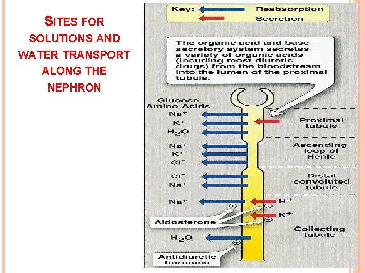 SITES FOR SOLUTIONS AND WATER TRANSPORT ALONG THE NEPHRON 