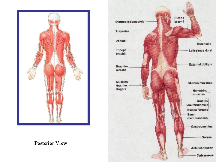 Posterior View 