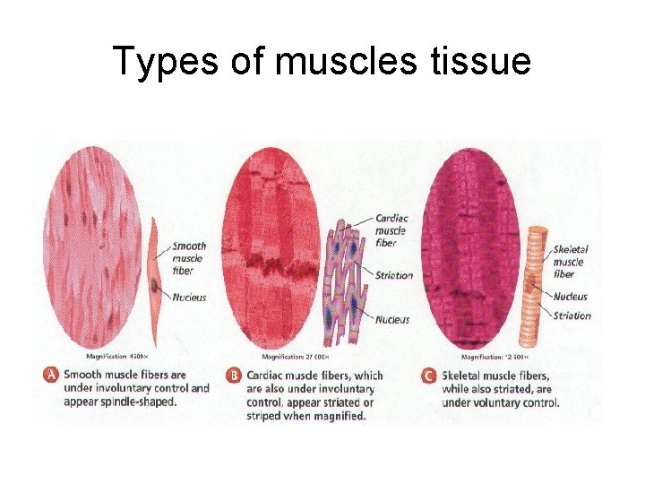 Types of muscles tissue 