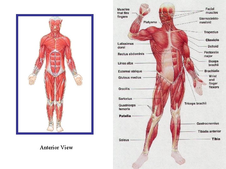 Anterior View 