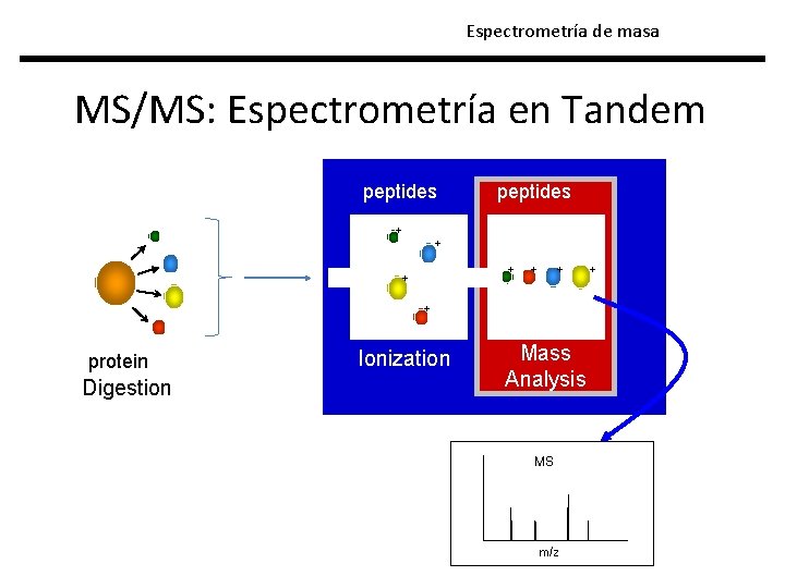 Espectrometría de masa MS/MS: Espectrometría en Tandem peptides + + + + protein Digestion