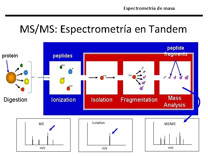 Espectrometría de masa MS/MS: Espectrometría en Tandem protein peptide fragments peptides ++ + +