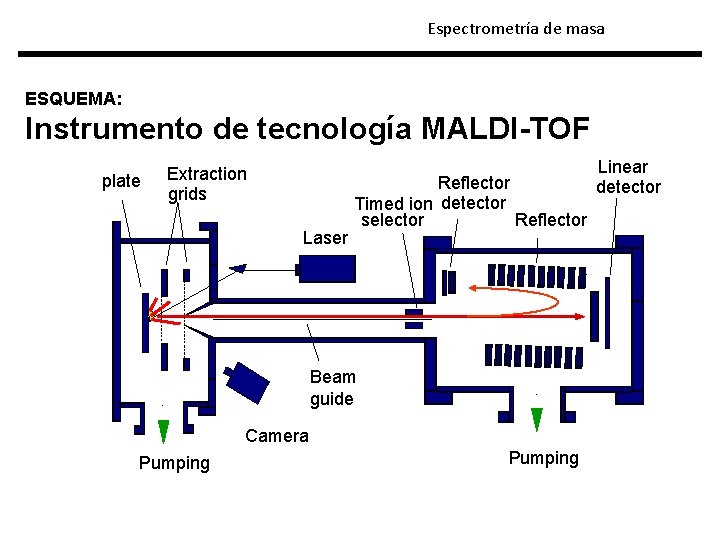 Espectrometría de masa ESQUEMA: Instrumento de tecnología MALDI-TOF plate Extraction grids Laser Reflector Timed