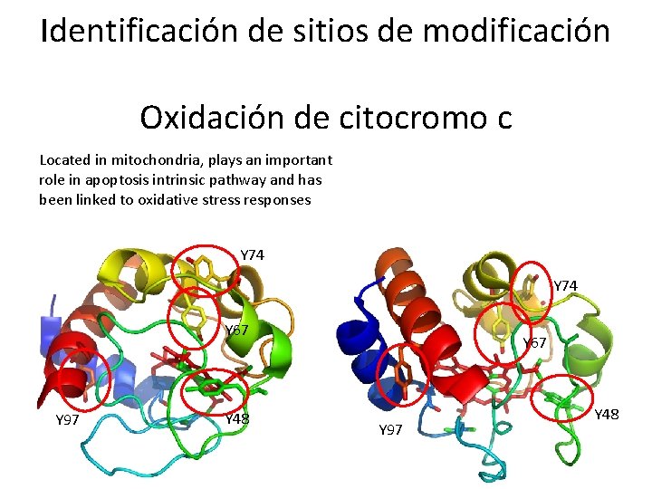 Identificación de sitios de modificación Oxidación de citocromo c Located in mitochondria, plays an