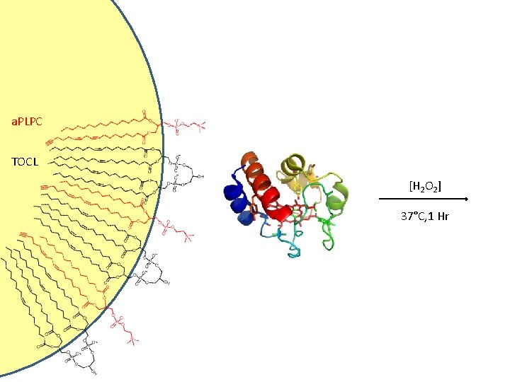 a. PLPC TOCL [H 2 O 2] 37°C, 1 Hr 