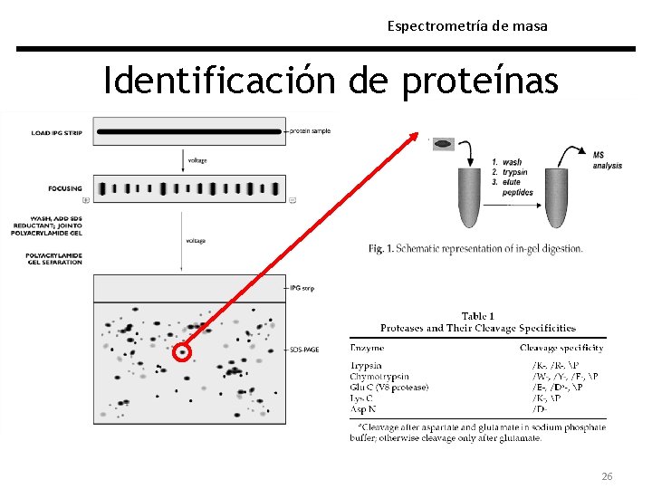 Espectrometría de masa Identificación de proteínas 26 