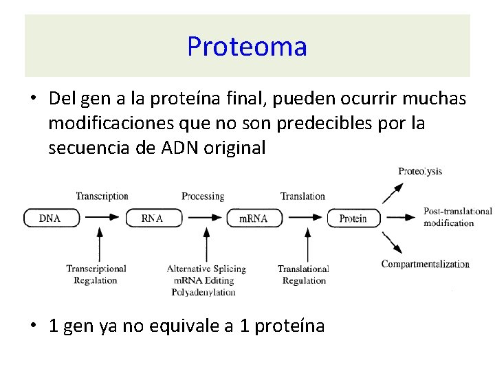 Proteoma • Del gen a la proteína final, pueden ocurrir muchas modificaciones que no