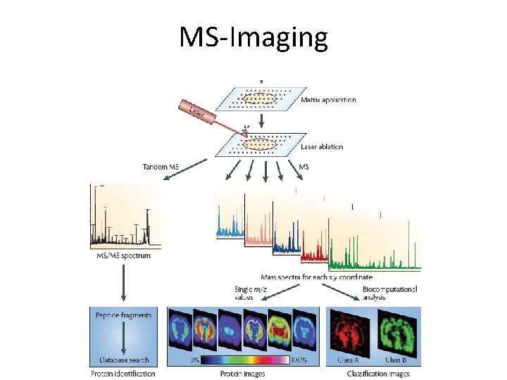 MS-Imaging 