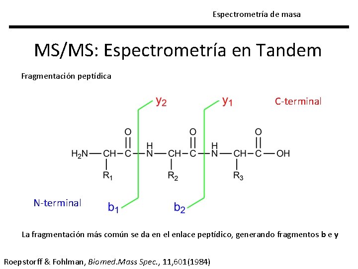 Espectrometría de masa MS/MS: Espectrometría en Tandem Fragmentación peptídica C-terminal N-terminal La fragmentación más