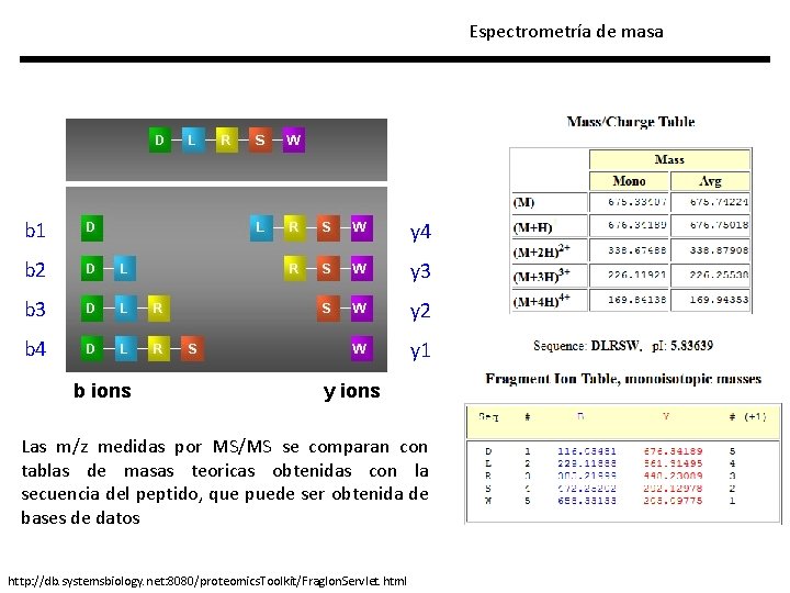 Espectrometría de masa b 1 y 4 b 2 y 3 b 3 y