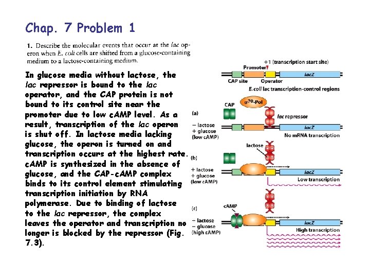 Chap. 7 Problem 1 In glucose media without lactose, the lac repressor is bound