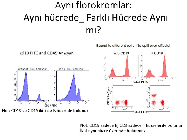 Aynı florokromlar: Aynı hücrede_ Farklı Hücrede Aynı mı? Not: CD 19 ve CD 45