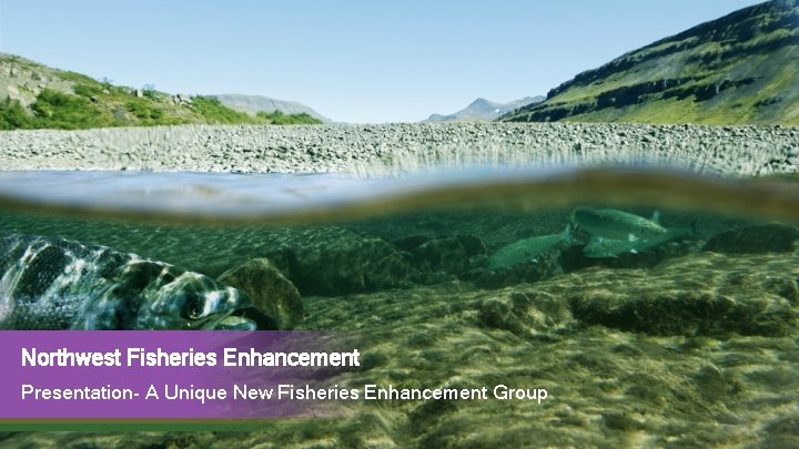 Northwest Fisheries Enhancement Presentation- A Unique New Fisheries Enhancement Group 