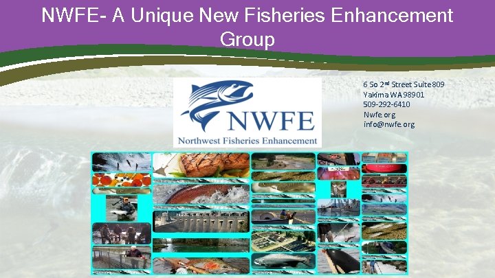 NWFE- A Unique New Fisheries Enhancement Group 6 So 2 nd Street Suite 809