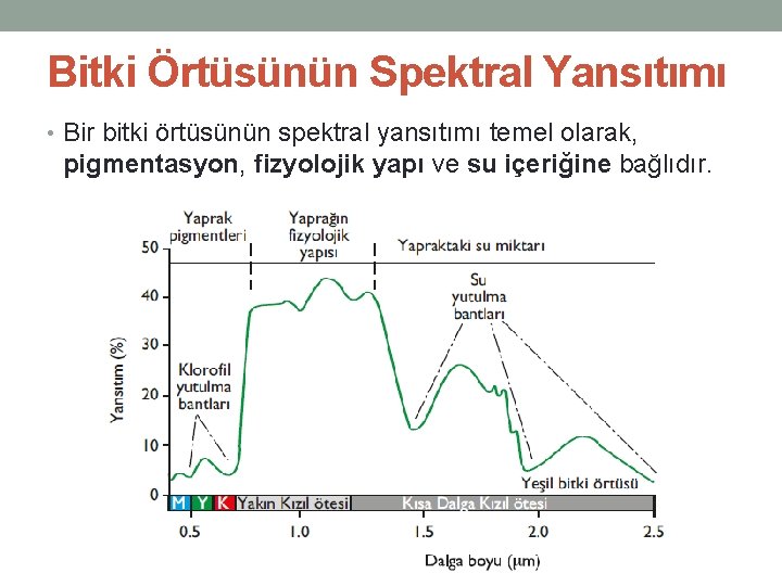 Bitki Örtüsünün Spektral Yansıtımı • Bir bitki örtüsünün spektral yansıtımı temel olarak, pigmentasyon, fizyolojik