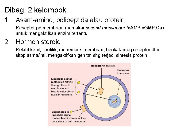 Dibagi 2 kelompok 1. Asam-amino, polipeptida atau protein. Reseptor pd membran, memakai second messenger