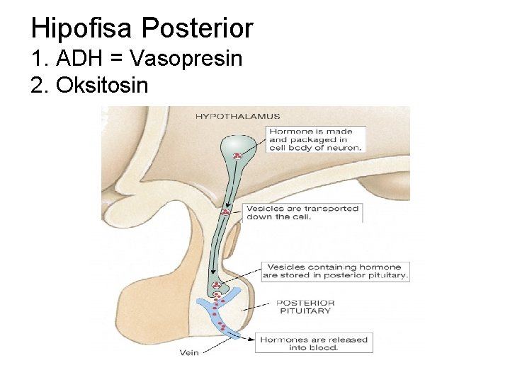 Hipofisa Posterior 1. ADH = Vasopresin 2. Oksitosin 