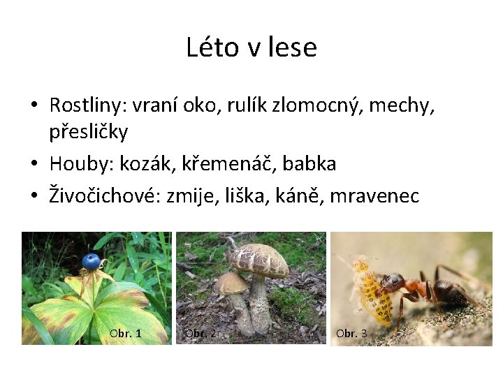 Léto v lese • Rostliny: vraní oko, rulík zlomocný, mechy, přesličky • Houby: kozák,