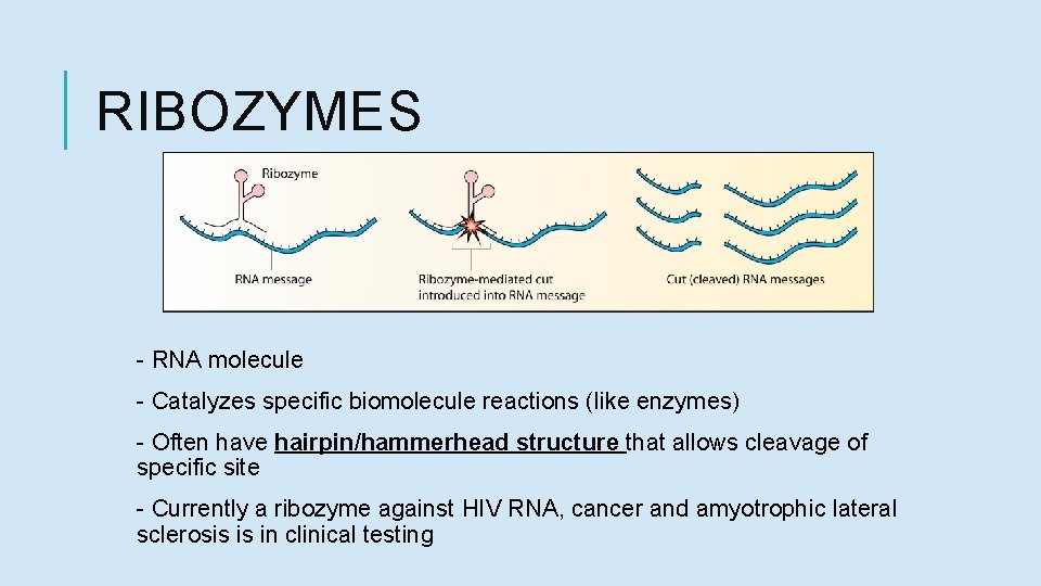 RIBOZYMES - RNA molecule - Catalyzes specific biomolecule reactions (like enzymes) - Often have