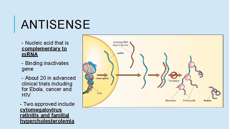 ANTISENSE - Nucleic acid that is complementary to m. RNA - Binding inactivates gene