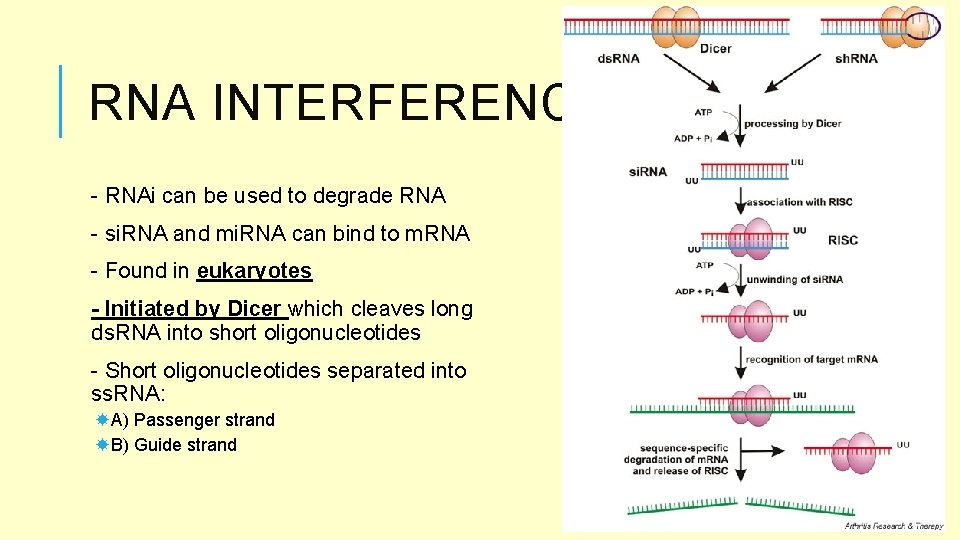 RNA INTERFERENCE - RNAi can be used to degrade RNA - si. RNA and