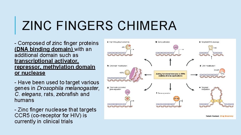 ZINC FINGERS CHIMERA - Composed of zinc finger proteins (DNA binding domain) with an