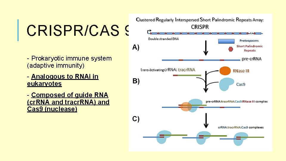 CRISPR/CAS 9 - Prokaryotic immune system (adaptive immunity) - Analogous to RNAi in eukaryotes