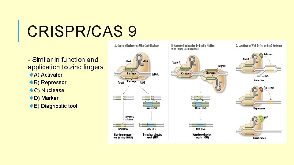 CRISPR/CAS 9 - Similar in function and application to zinc fingers: A) Activator B)