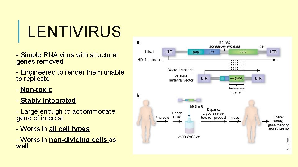 LENTIVIRUS - Simple RNA virus with structural genes removed - Engineered to render them
