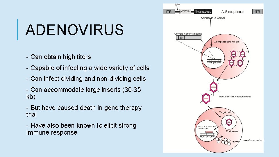 ADENOVIRUS - Can obtain high titers - Capable of infecting a wide variety of