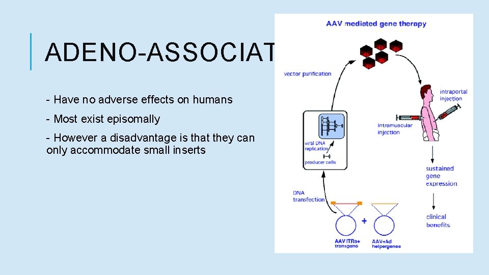 ADENO-ASSOCIATED VIRUS - Have no adverse effects on humans - Most exist episomally -