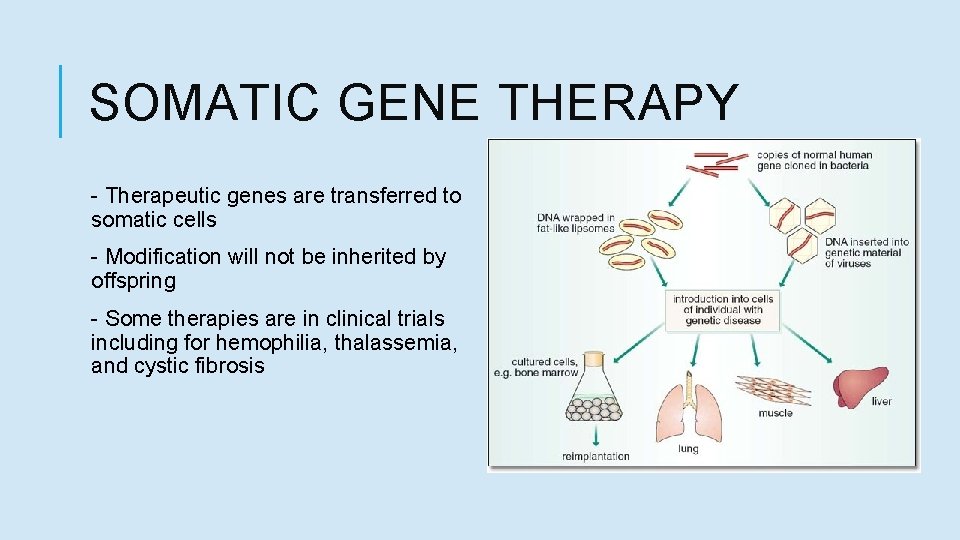 SOMATIC GENE THERAPY - Therapeutic genes are transferred to somatic cells - Modification will