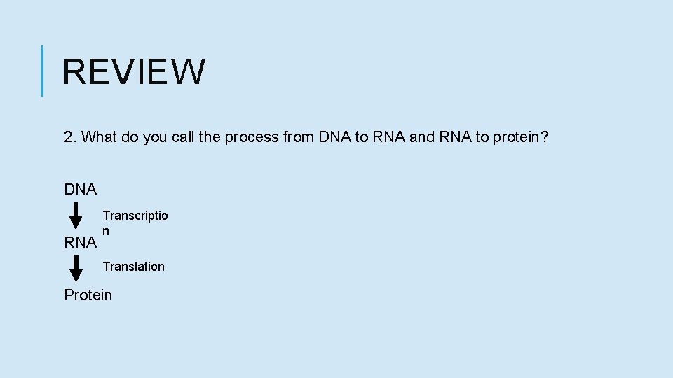 REVIEW 2. What do you call the process from DNA to RNA and RNA