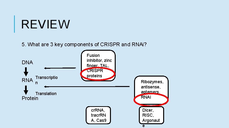 REVIEW 5. What are 3 key components of CRISPR and RNAi? DNA Transcriptio RNA