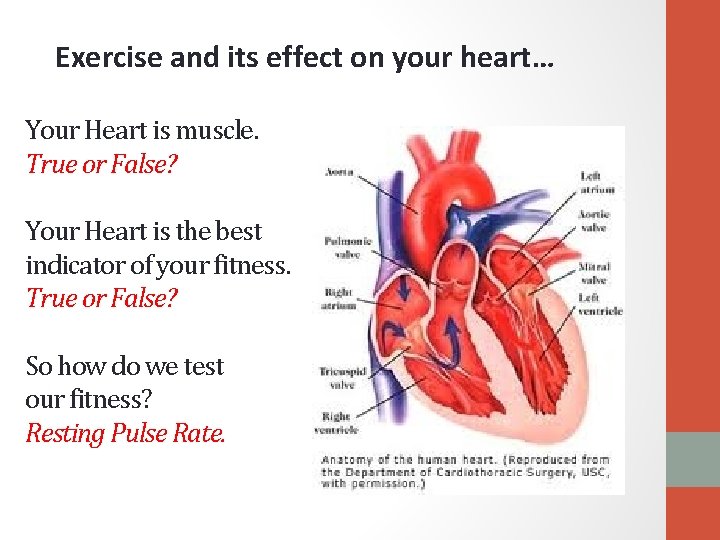 Exercise and its effect on your heart… Your Heart is muscle. True or False?