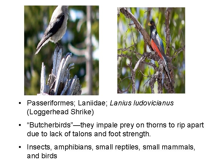  • Passeriformes; Laniidae; Lanius ludovicianus (Loggerhead Shrike) • “Butcherbirds”—they impale prey on thorns