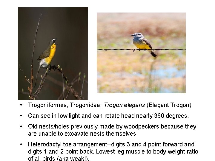  • Trogoniformes; Trogonidae; Trogon elegans (Elegant Trogon) • Can see in low light