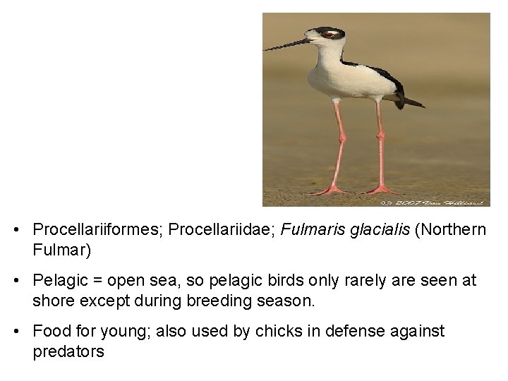  • Procellariiformes; Procellariidae; Fulmaris glacialis (Northern Fulmar) • Pelagic = open sea, so