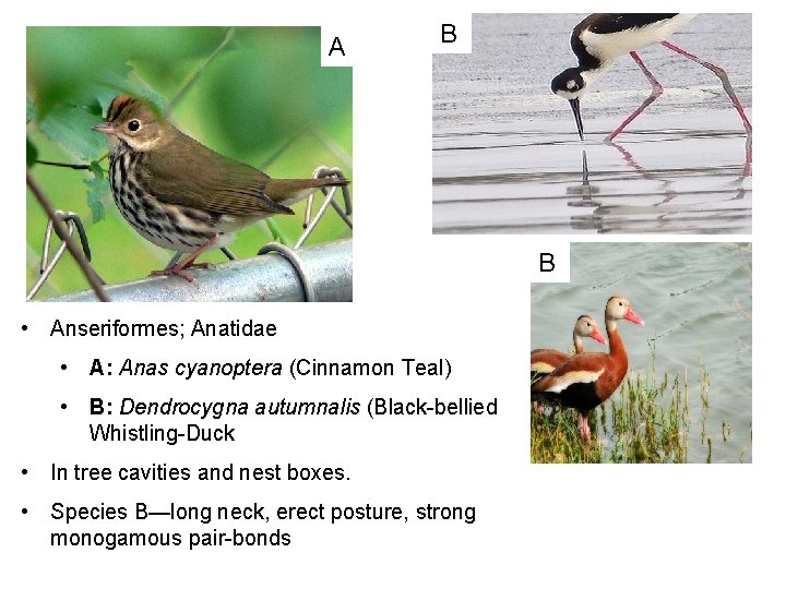 A B B • Anseriformes; Anatidae • A: Anas cyanoptera (Cinnamon Teal) • B: