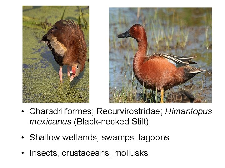 • Charadriiformes; Recurvirostridae; Himantopus mexicanus (Black-necked Stilt) • Shallow wetlands, swamps, lagoons • • Charadriiformes; Recurvirostridae; Himantopus mexicanus (Black-necked Stilt) • Shallow wetlands, swamps, lagoons •