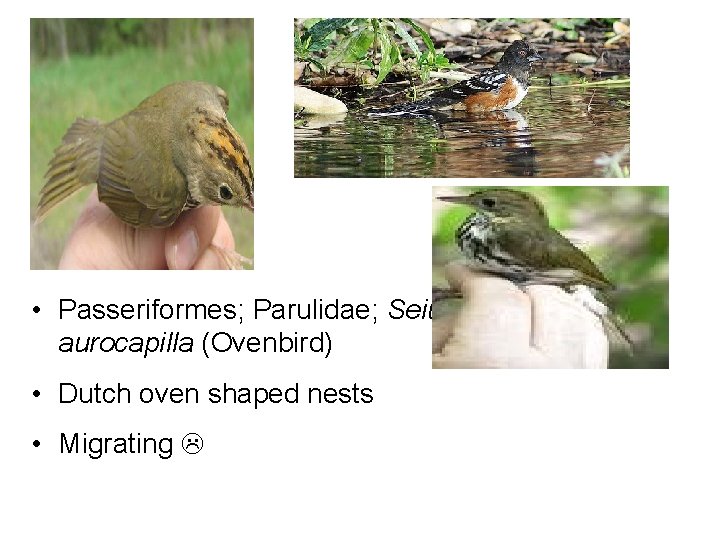 • Passeriformes; Parulidae; Seiurus aurocapilla (Ovenbird) • Dutch oven shaped nests • Migrating • Passeriformes; Parulidae; Seiurus aurocapilla (Ovenbird) • Dutch oven shaped nests • Migrating