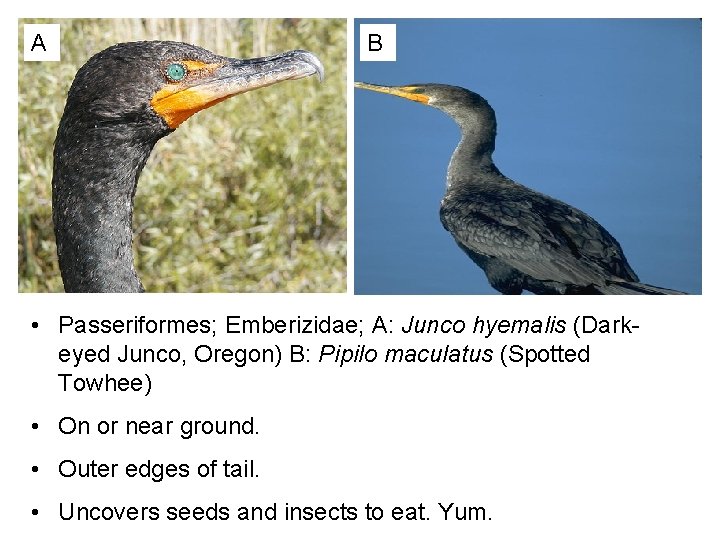 A B • Passeriformes; Emberizidae; A: Junco hyemalis (Darkeyed Junco, Oregon) B: Pipilo maculatus