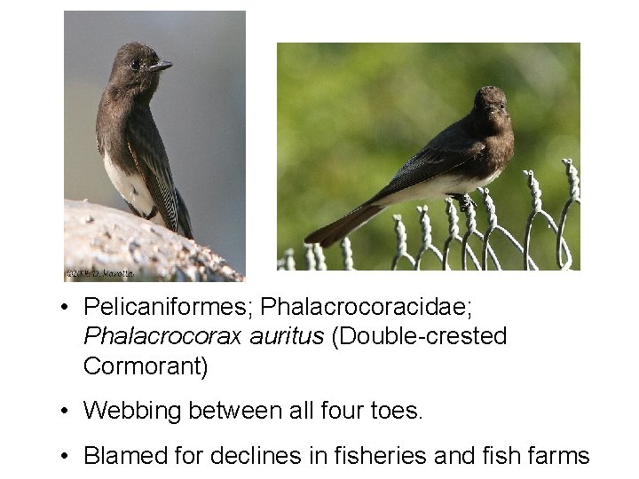  • Pelicaniformes; Phalacrocoracidae; Phalacrocorax auritus (Double-crested Cormorant) • Webbing between all four toes.