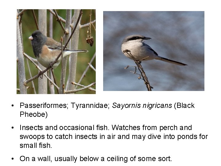  • Passeriformes; Tyrannidae; Sayornis nigricans (Black Pheobe) • Insects and occasional fish. Watches