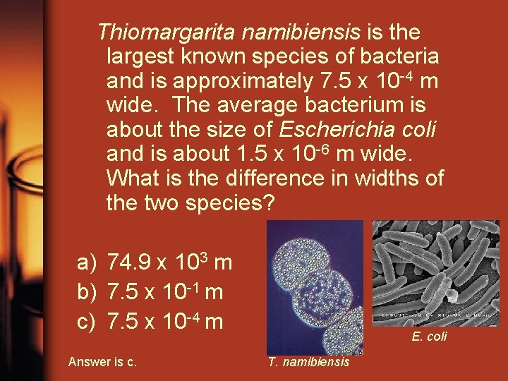 Thiomargarita namibiensis is the largest known species of bacteria and is approximately 7. 5