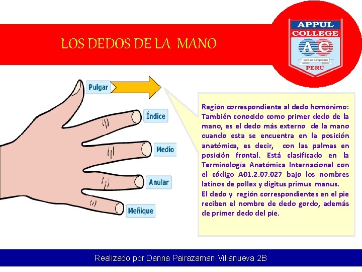 LOS DEDOS DE LA MANO Región correspondiente al dedo homónimo: También conocido como primer