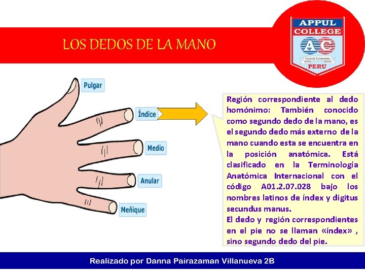 LOS DEDOS DE LA MANO Región correspondiente al dedo homónimo: También conocido como segundo