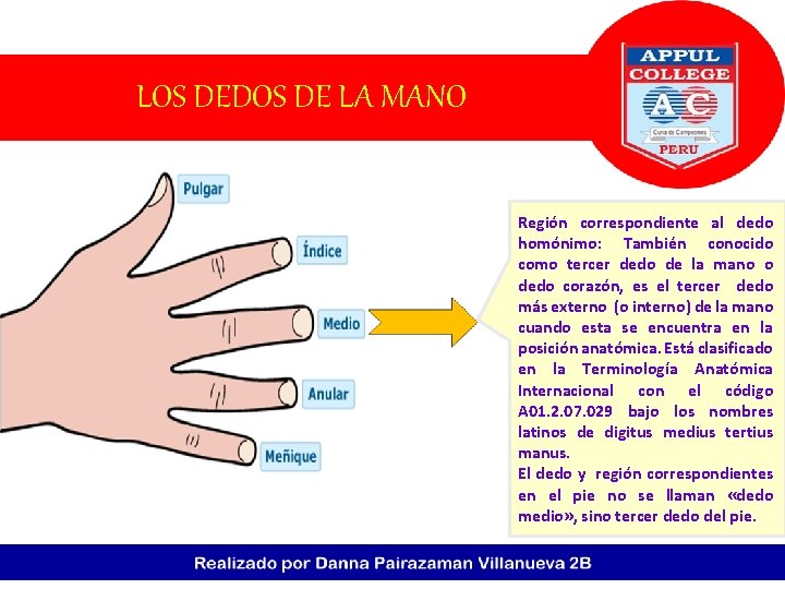 LOS DEDOS DE LA MANO Región correspondiente al dedo homónimo: También conocido como tercer