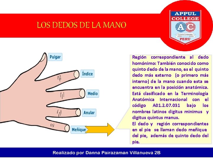 LOS DEDOS DE LA MANO Región correspondiente al dedo homónimo: También conocido como quinto